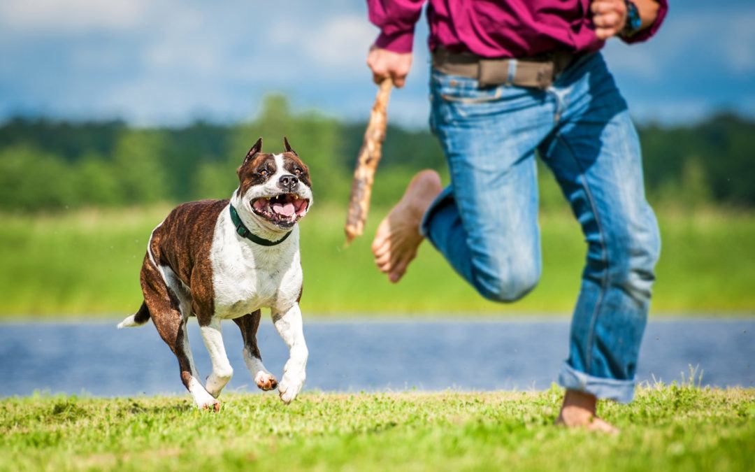 A Dog Bite Lawyer Is The Solution to All of Your Problems